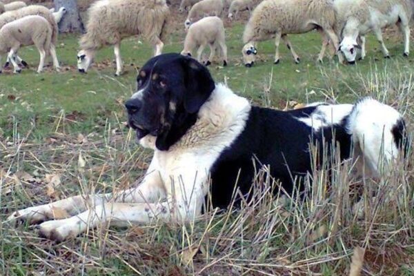 temperamento del Mastín de Tras os Montes