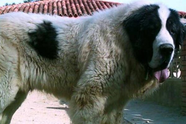 temperamento del Mastín del Pirineo