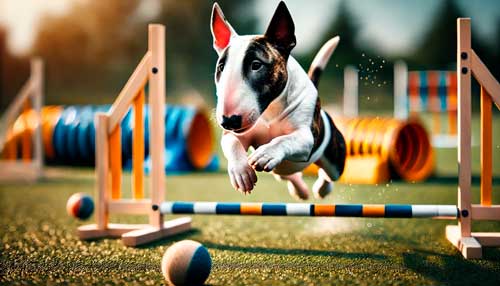 Miniature Bull Terrier cuidados