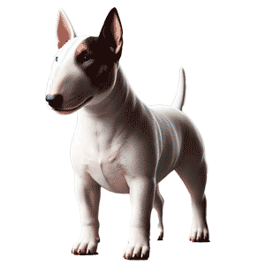 Miniature Bull Terrier