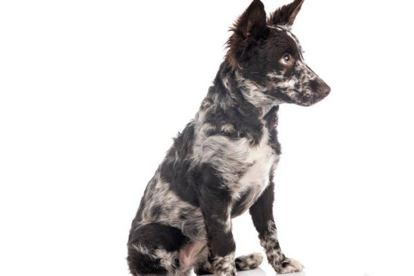 Mudi