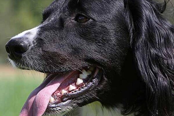 cuidados del un Münsterländer grande