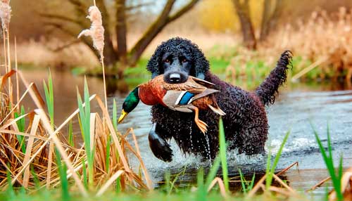 Murray River Curly Coated Retriever temperamento