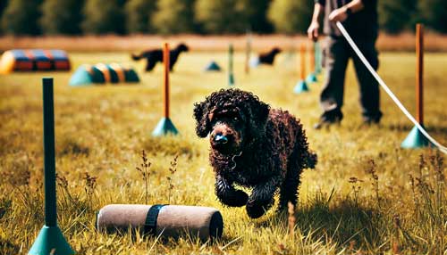 Murray River Curly Coated Retriever salud