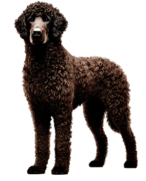 Murray River Curly Coated Retriever