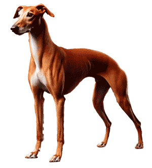 Old Croatian Sighthound
