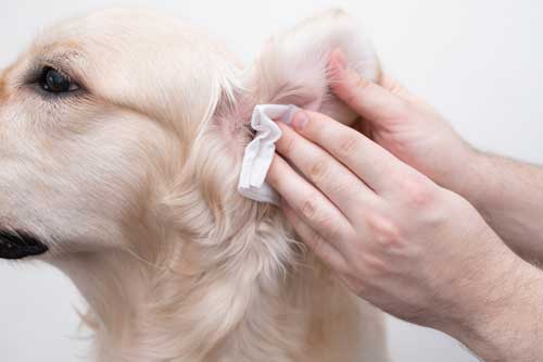 los beneficios de limpiar las orejas de los perros
