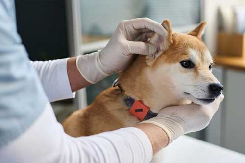 problemas con las orejas de tu perro