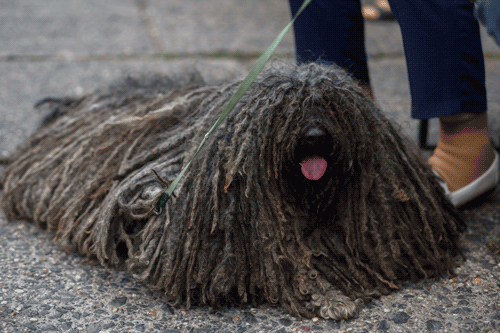 Origen e Historia del Puli