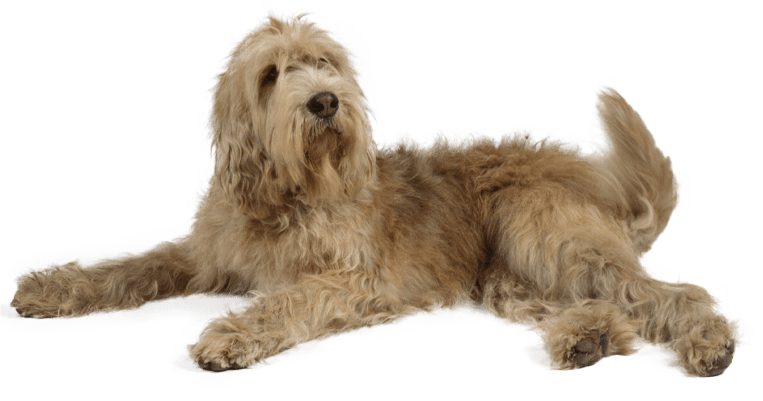 Otterhound