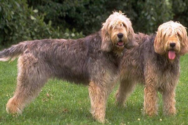 oriden del Otterhound