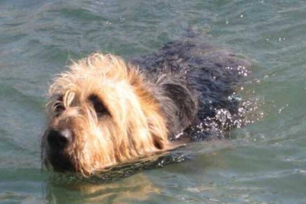 salud el Otterhound