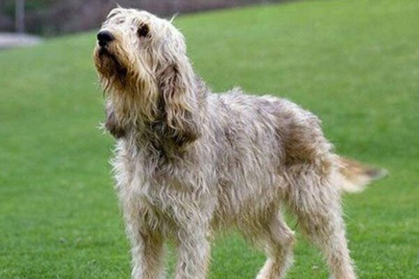 temperamento del Otterhound