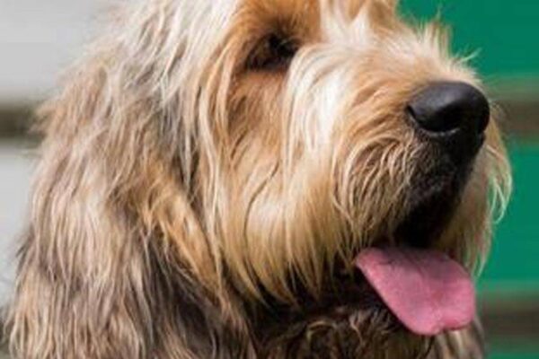 visión general del Otterhound