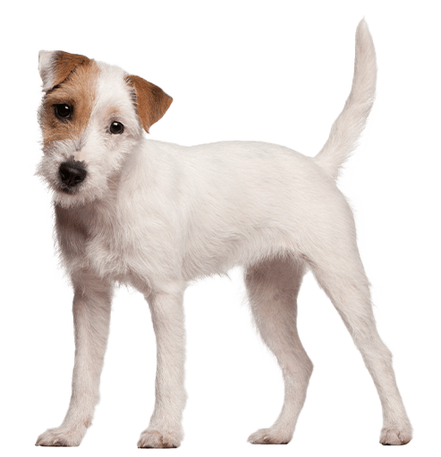 Parson Russell terrier