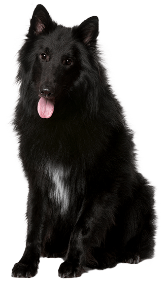 Pastor belga groenendael