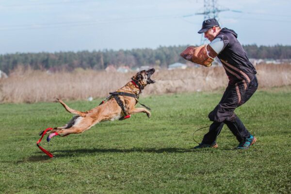 caracter del pastor belga malinois