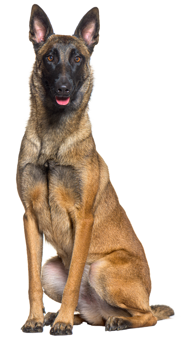 pastor belga malinois