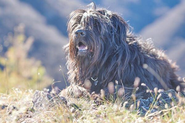 origen del Pastor bergamasco