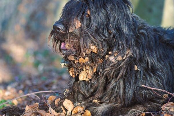 temperamento del Pastor bergamasco