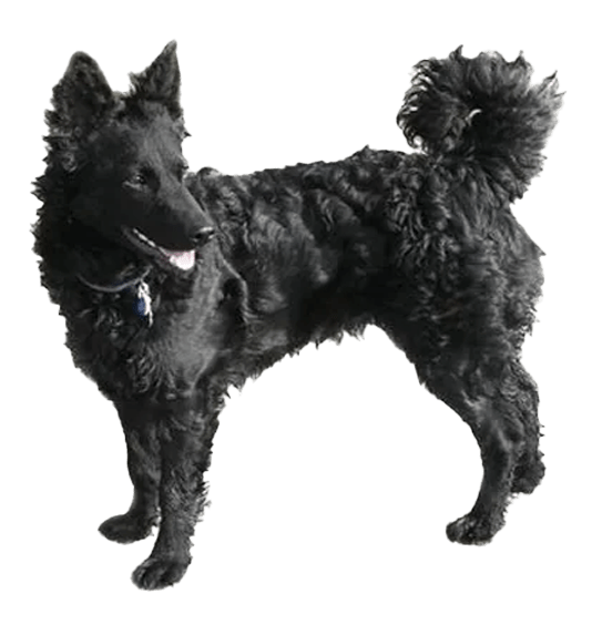 Pastor Croata