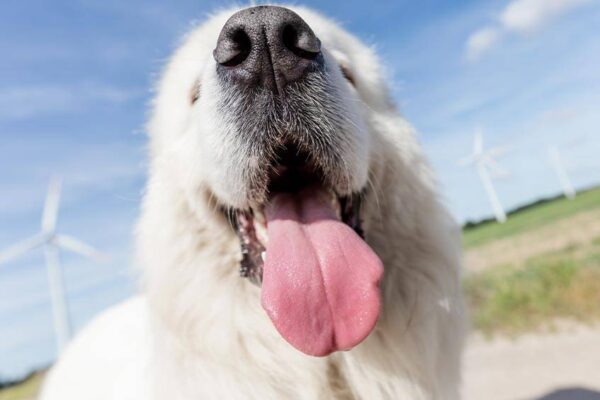 ventajas y desventajas del Pastor de Tatra