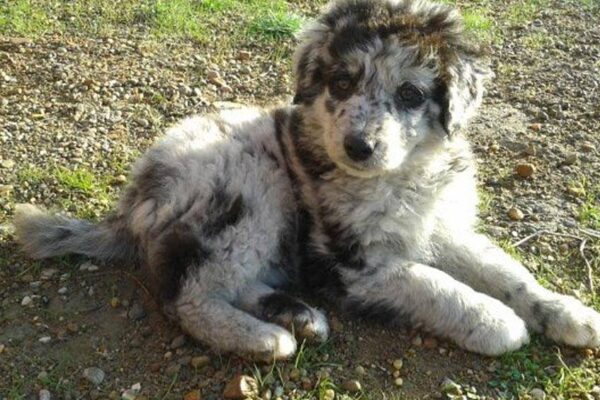 adoptar un Pastor leonés