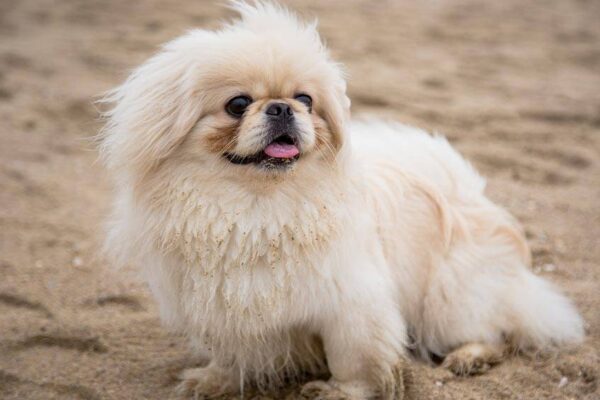 el Pekinés es una raza antigua?
