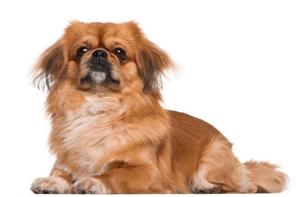 el Pekinés tiene cola gruesa