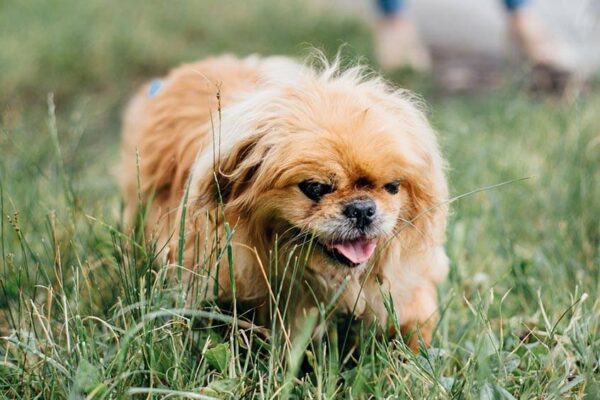 tiene sobrepeso el Pekinés