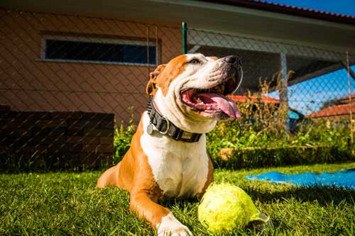 como evitar que un perro no sea peligroso