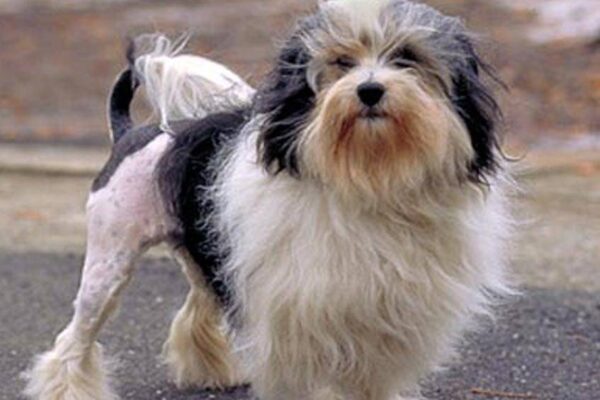 caracteristicas del Pequeño perro león