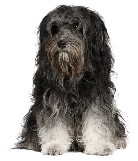 Pequeño perro león