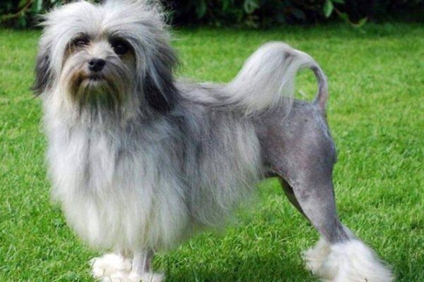 origen del Pequeño perro león