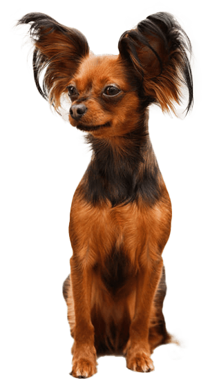 Pequeño perro ruso