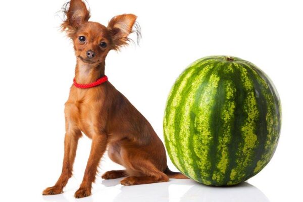 rasgos del Pequeño perro ruso