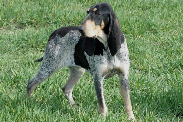 que es un Pequeño sabueso azul de Gascuña