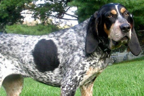 por qué tener un Pequeño sabueso azul de Gascuña