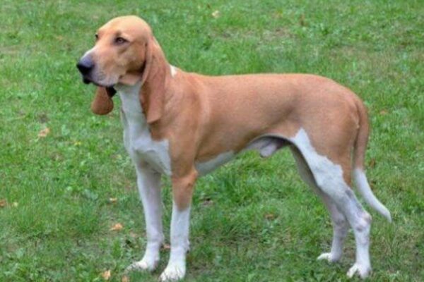 cuidado del Pequeño sabueso de Suiza