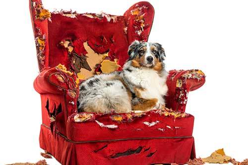 perro destructor