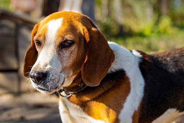 cuidados del Perro cazador de Estonia