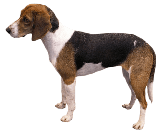 Perro cazador de Estonia