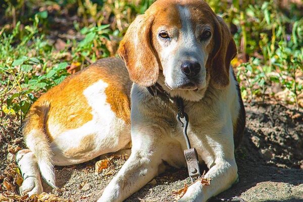 lo malo de un Perro cazador de Estonia