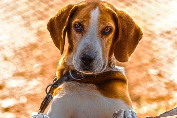 origen del Perro cazador de Estonia