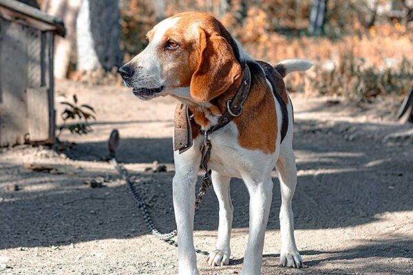 que toca saber del Perro cazador de Estonia