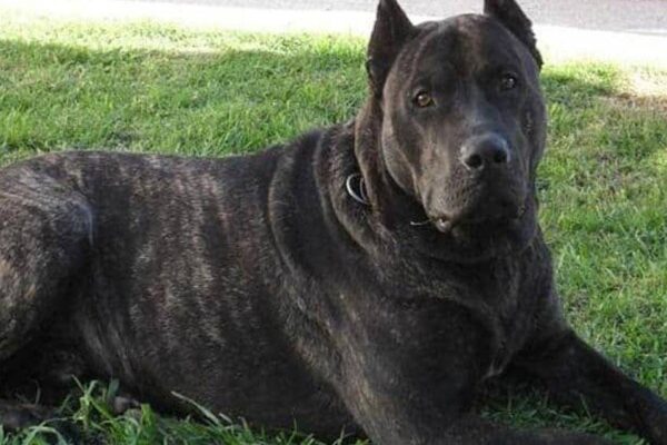 comportamiento del Perro cimarrón uruguayo
