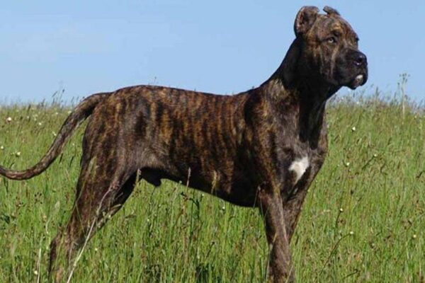 descripción del Perro cimarrón uruguayo