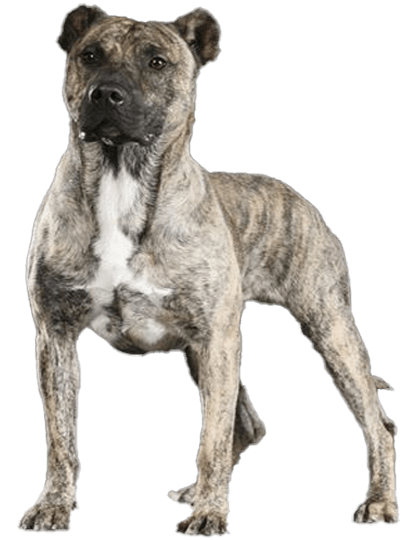Perro cimarrón uruguayo