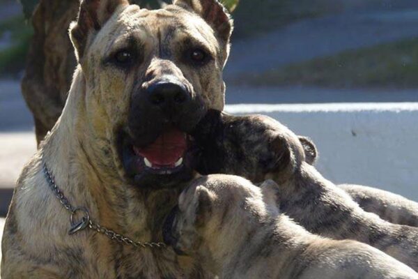 percepción y usos del Perro cimarrón uruguayo
