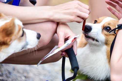 El perro come proteínas